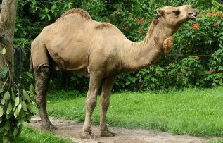 Rüyada Deve Pisliği Görmek