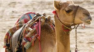 Rüyada Deve Yükü Görmek