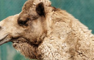 Rüyada Deve Yünü Görmek