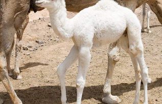 Rüyada Deve Yavrusu Görmek