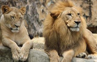 Rüyada Dişi Aslan Görmek