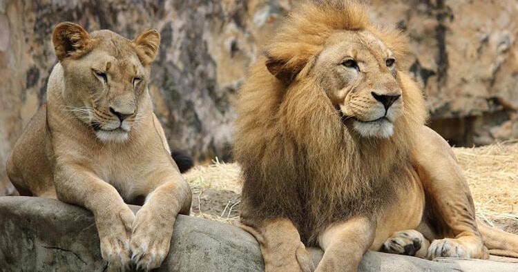 Rüyada Dişi Aslan Görmek