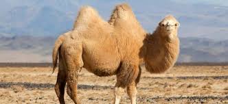 Rüyada Dişi Deve Görmek