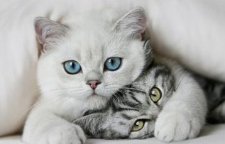 Rüyada Dişi Kedi Görmek