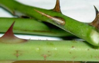 Rüyada Diken Görmek