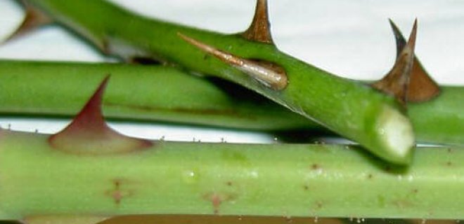 Rüyada Diken Görmek