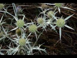 Rüyada Dikenli Ot Görmek