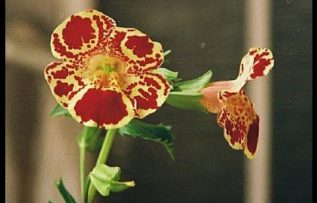 Rüyada Dil Çiçeği Görmek