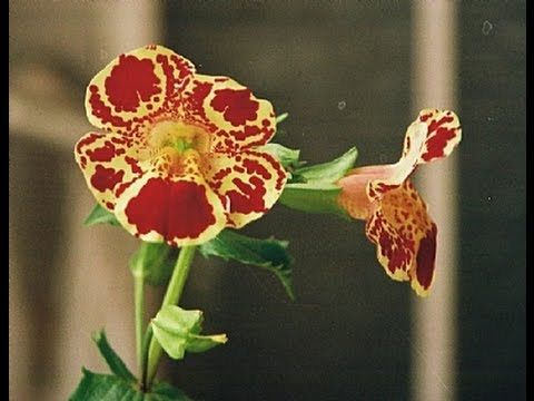 Rüyada Dil Çiçeği Görmek