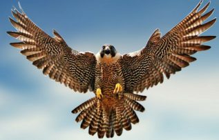 Rüyada Doğan Kuşu Görmek