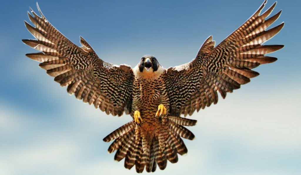 Rüyada Doğan Kuşu Görmek