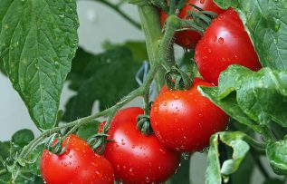 Rüyada Domates Bahçesi Görmek