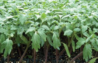 Rüyada Domates Fidesi Görmek