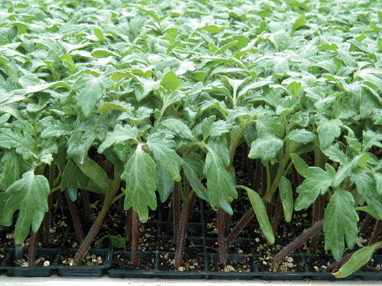 Rüyada Domates Fidesi Görmek