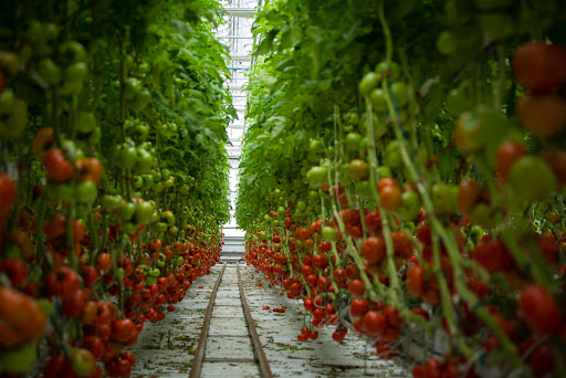 Rüyada Domates Tarlası Görmek