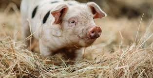 Rüyada Domuz Görmek