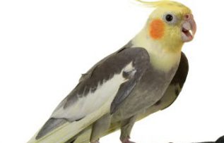 Rüyada Dudu Kuşu Görmek