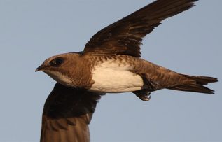 Rüyada Ebabil Görmek