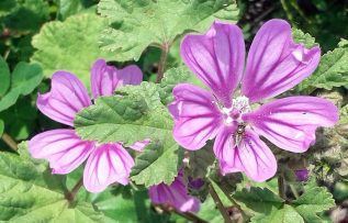 Rüyada Ebegümeci Görmek