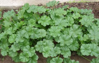 Rüyada Ebegümeci Tohumu Görmek