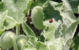 Rüyada Ebu Cehil Karpuzu Görmek