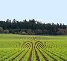 Rüyada Ekim Görmek