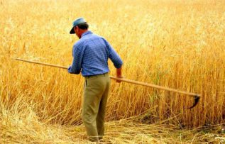 Rüyada Ekin Biçmek