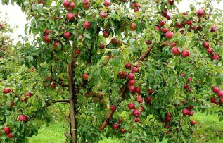 Rüyada Elma Ağacı Görmek