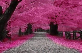 Rüyada Erguvan Görmek