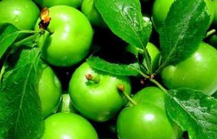 Rüyada Erik Görmek