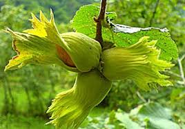 Rüyada Fındık Toplamak