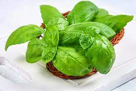 Rüyada Fesleğen Görmek