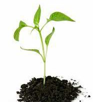 Rüyada Figan Görmek