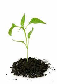 Rüyada Figan Görmek