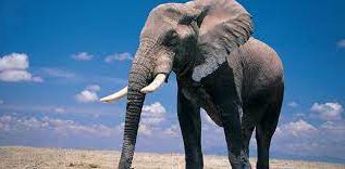 Rüyada Fil Görmek