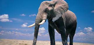 Rüyada Fil Görmek