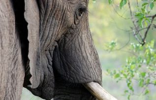 Rüyada Fildişi Görmek