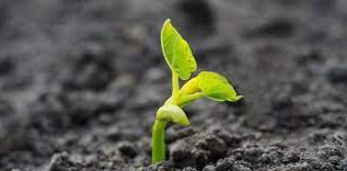 Rüyada Filiz Görmek