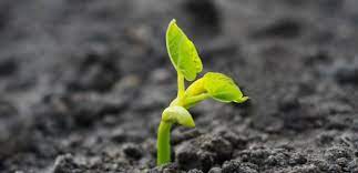 Rüyada Filiz Görmek