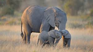 Rüyada Filo Görmek