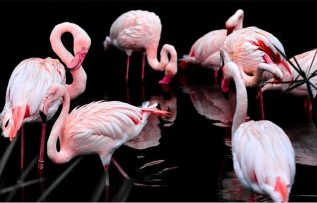 Rüyada Flamingo Görmek