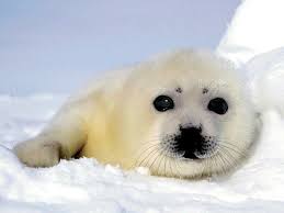 Rüyada Fok Balığı Görmek