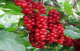 Rüyada Frenk Görmek