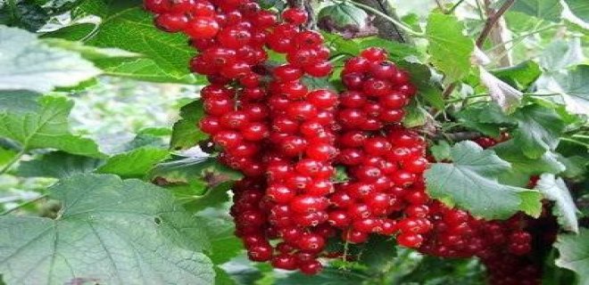 Rüyada Frenk Görmek