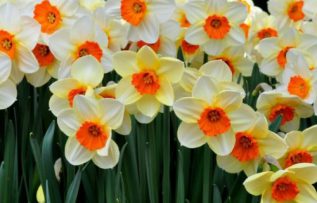 Rüyada Fulya Görmek