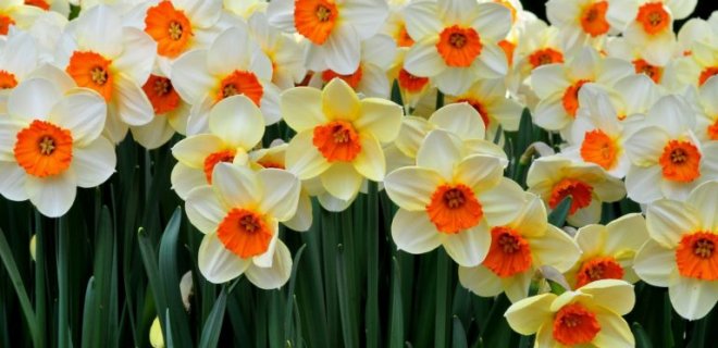 Rüyada Fulya Görmek