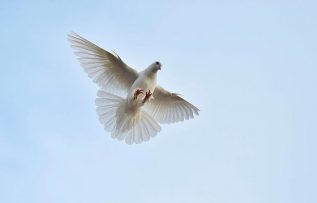 Rüyada Güvercin Görmek