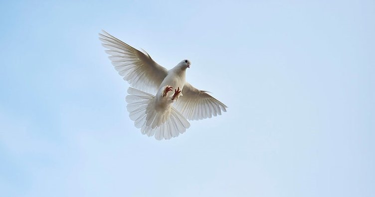 Rüyada Güvercin Görmek