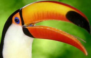 Rüyada Gaga Görmek