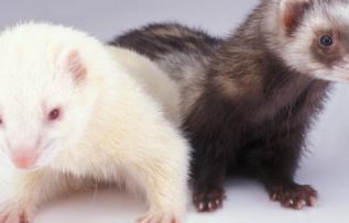 Rüyada Gelincik Hayvanı Görmek